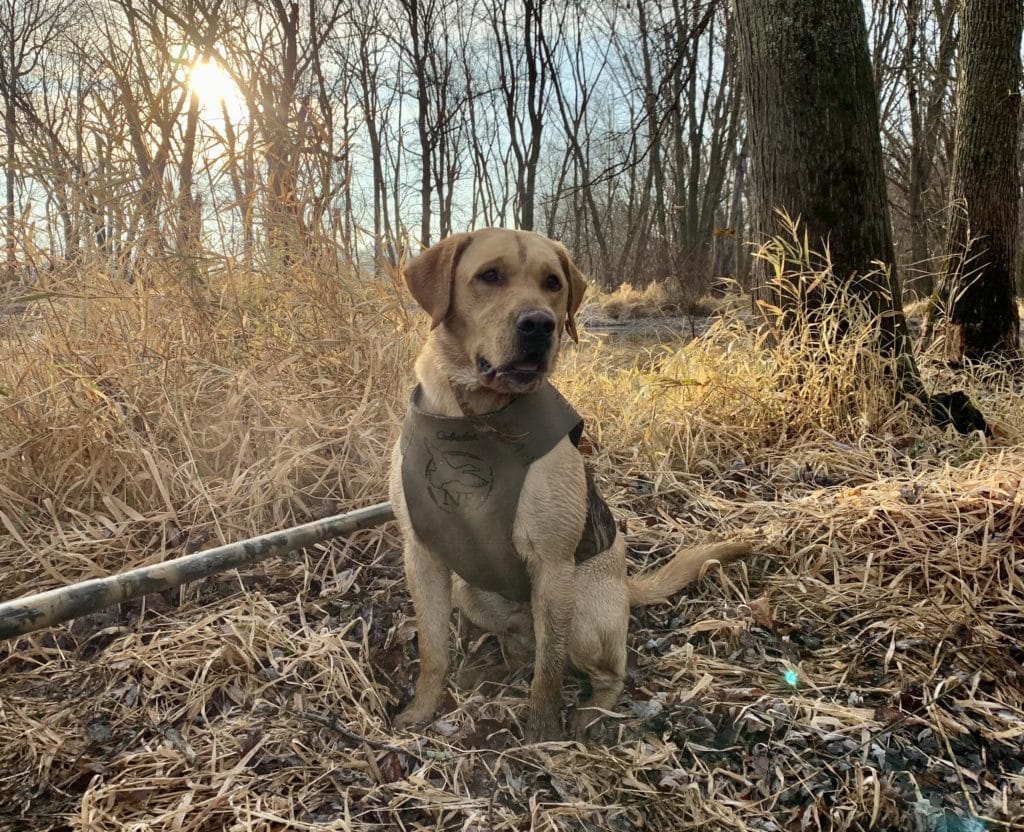 duck hunting labs