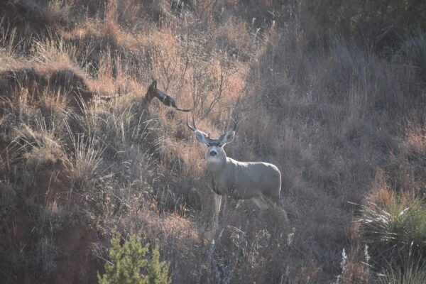 Native Texas Species vs Exotic
