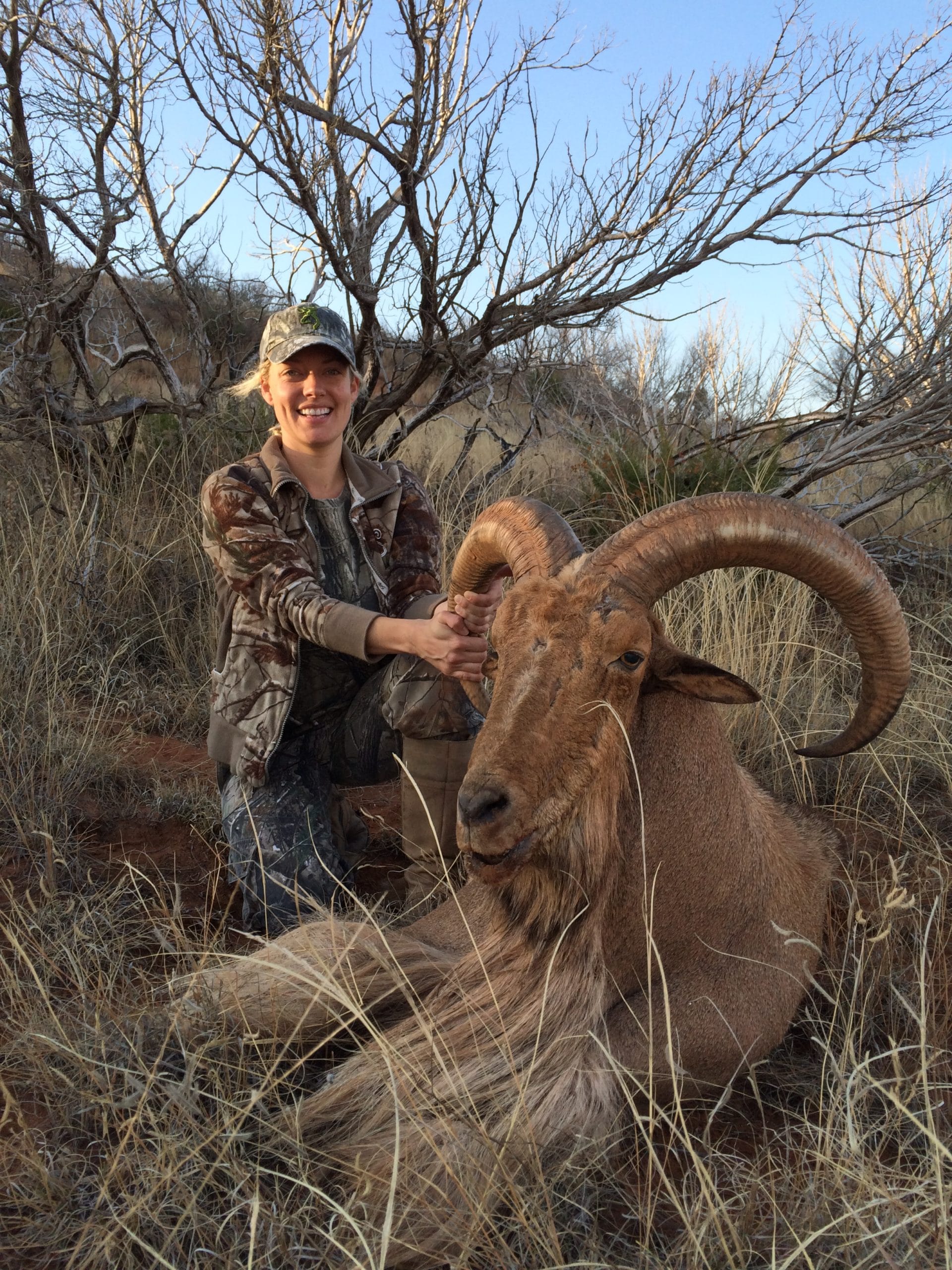 Field Judging an aoudad