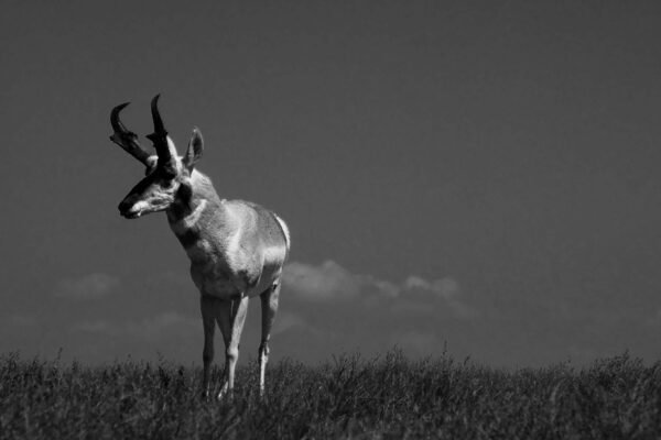 Deer, Antelope, or Sheep Species