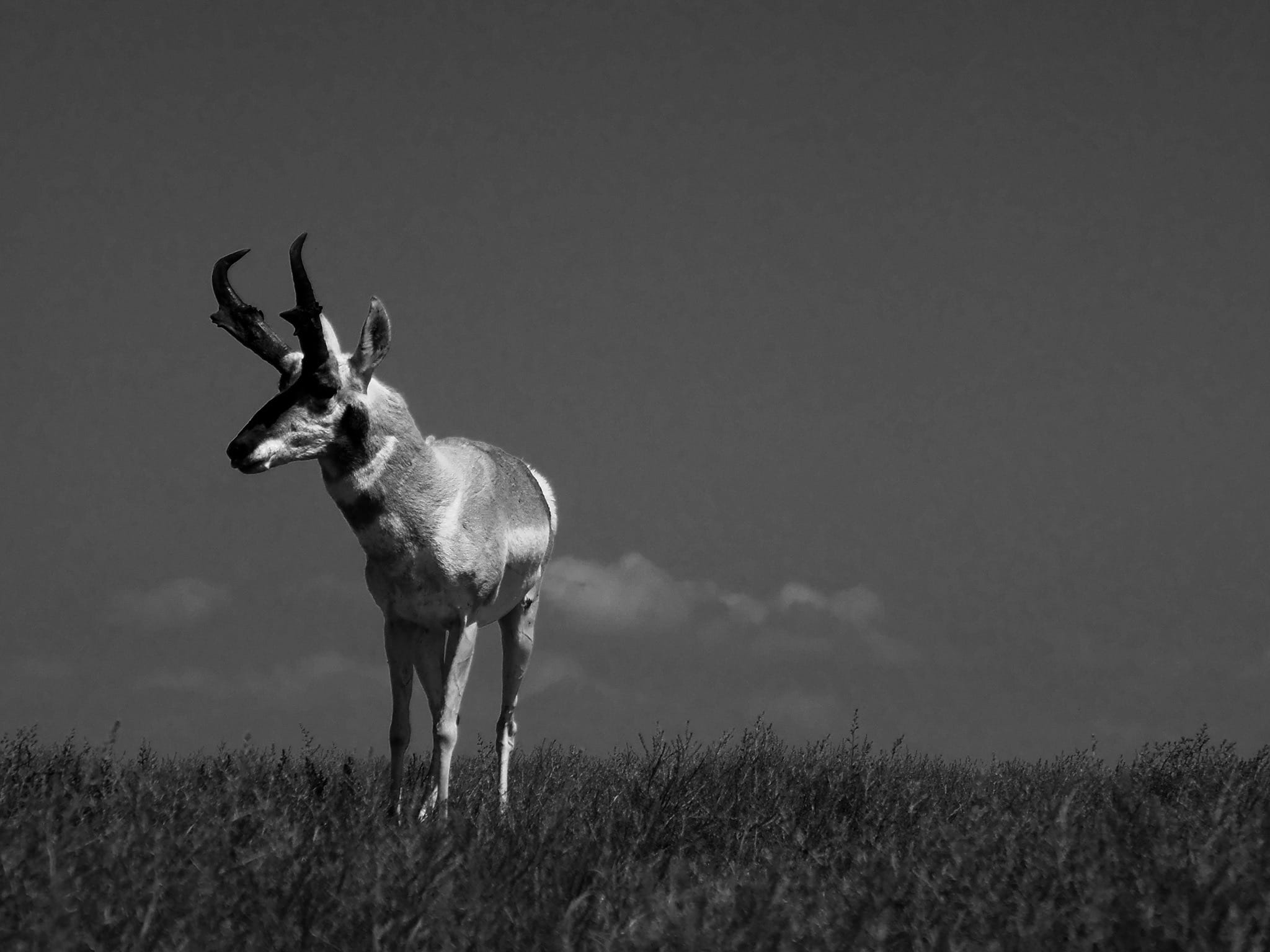 Deer, Antelope, or Sheep Species