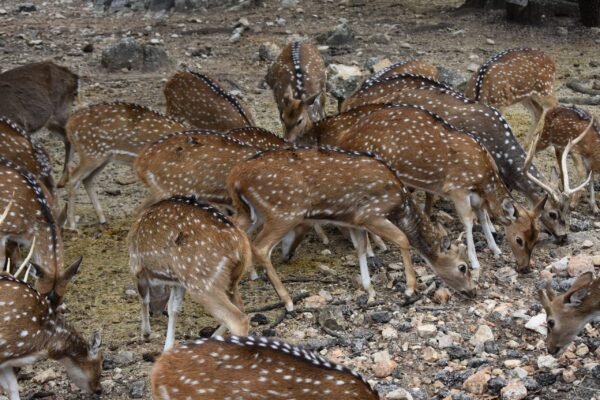 Thinking of Owning Exotics? Here’s What You Should Know