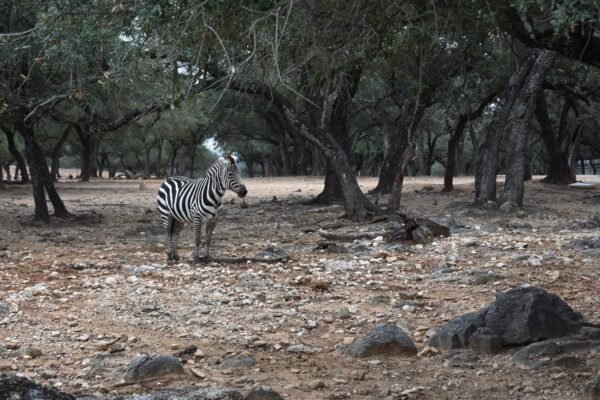 The Best Places to See Exotic Animals in Texas