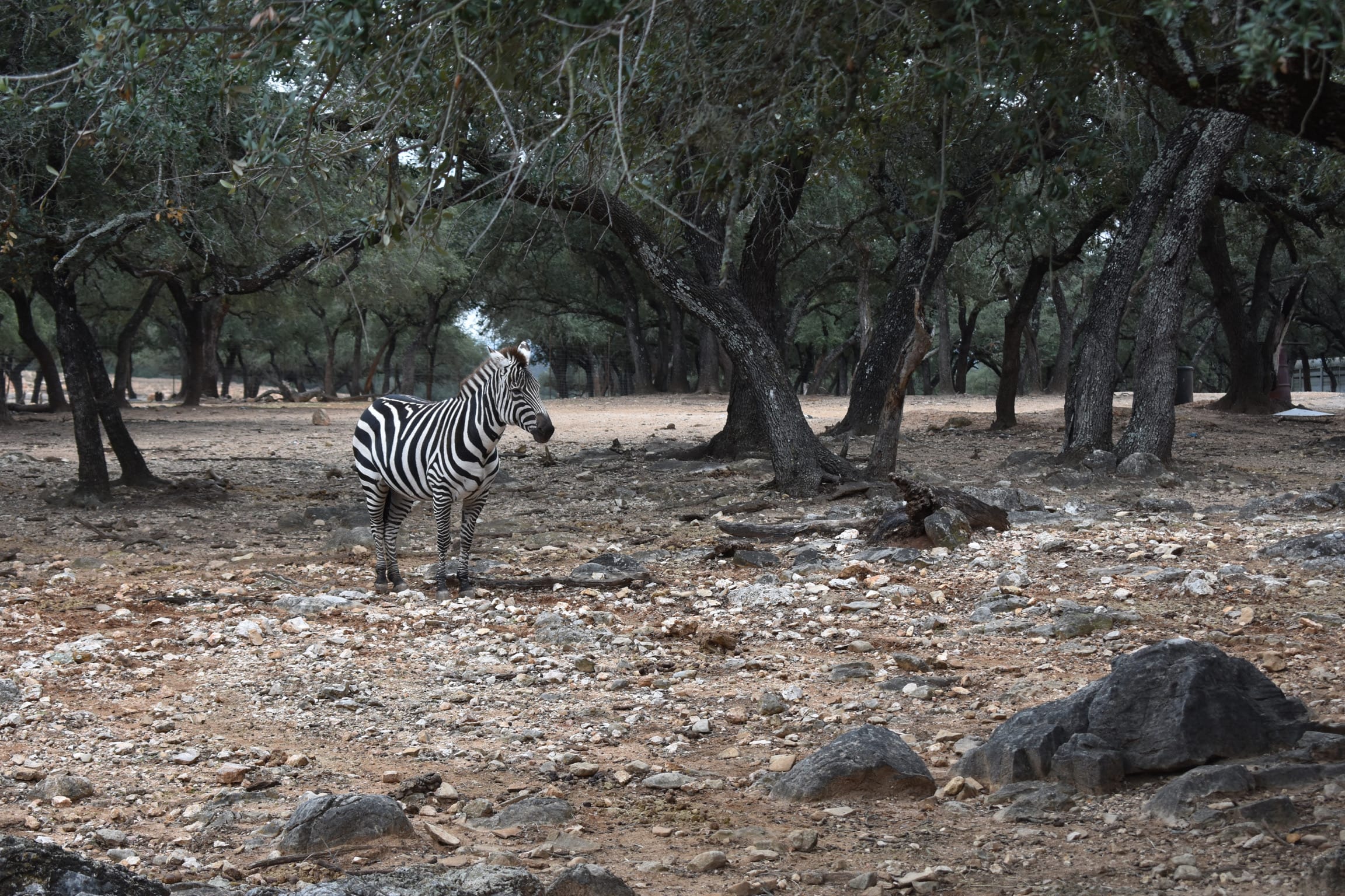 The Best Places to See Exotic Animals in Texas