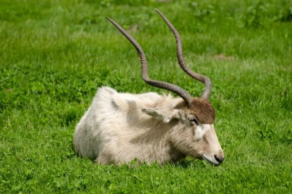 Addax Antelope