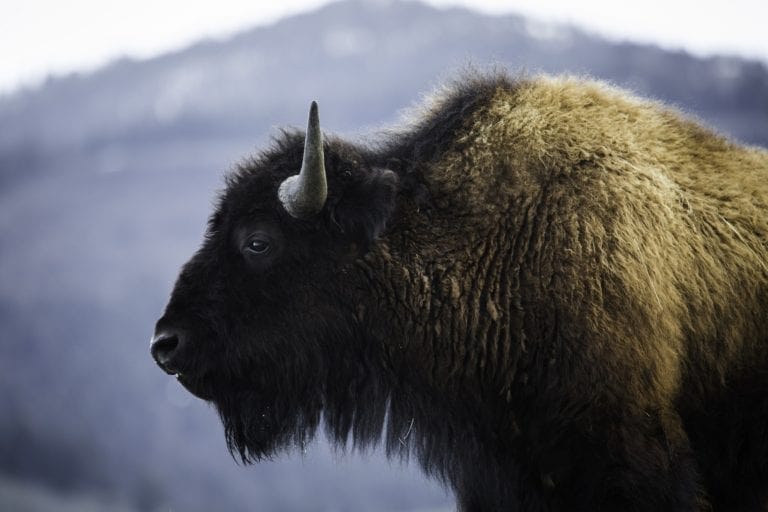 Buffalo Hunting: Techniques, Equipment & Safety Tips