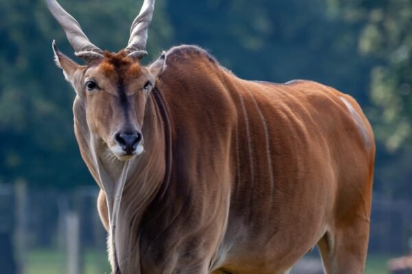 Common Eland Antelope