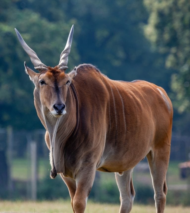 Common Eland Antelope