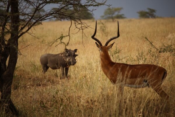 4 Facts of Wildlife Conservation