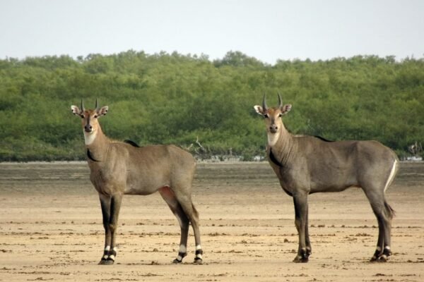 Three Things You Didn’t Know About the Nilgai