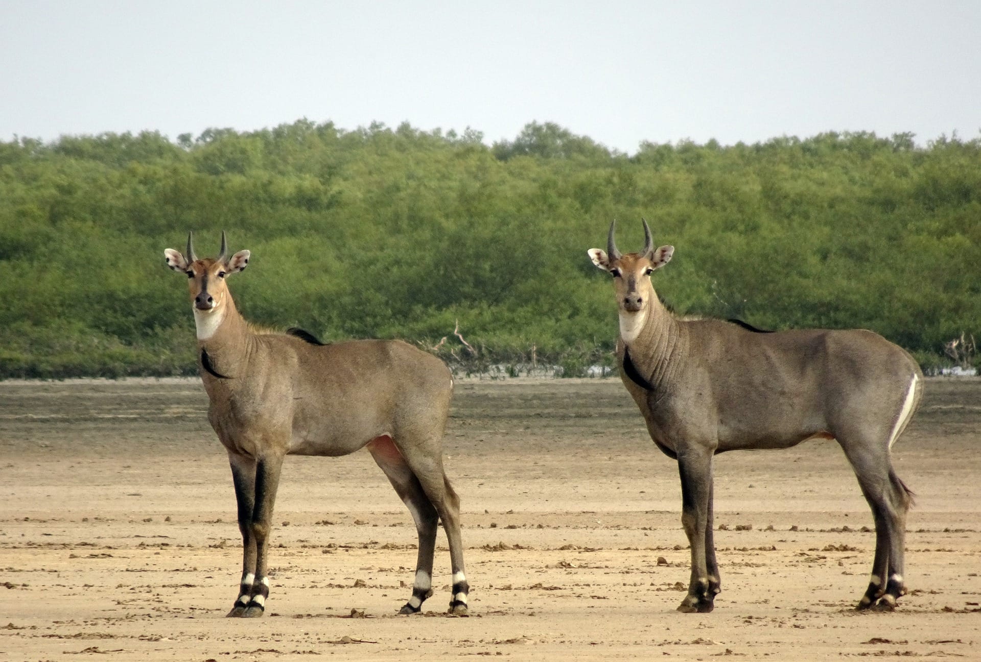 Three Things You Didn’t Know About the Nilgai