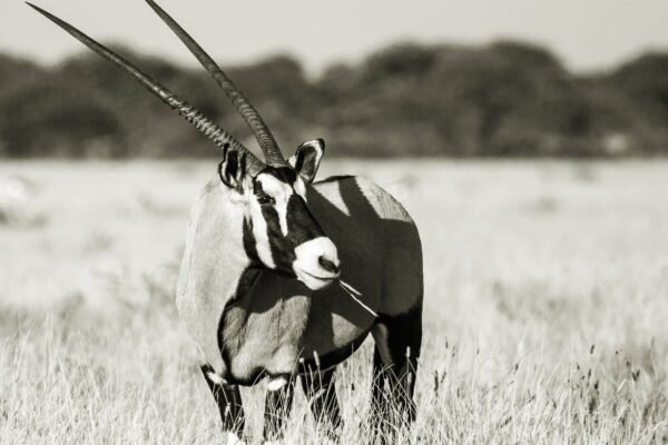 Best Taxidermists for Exotic Trophies