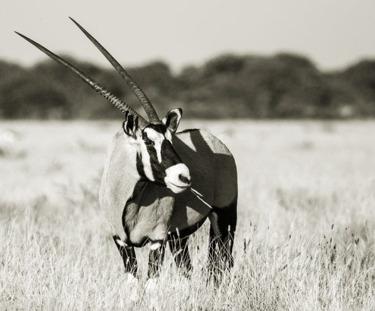 Best Taxidermists for Exotic Trophies