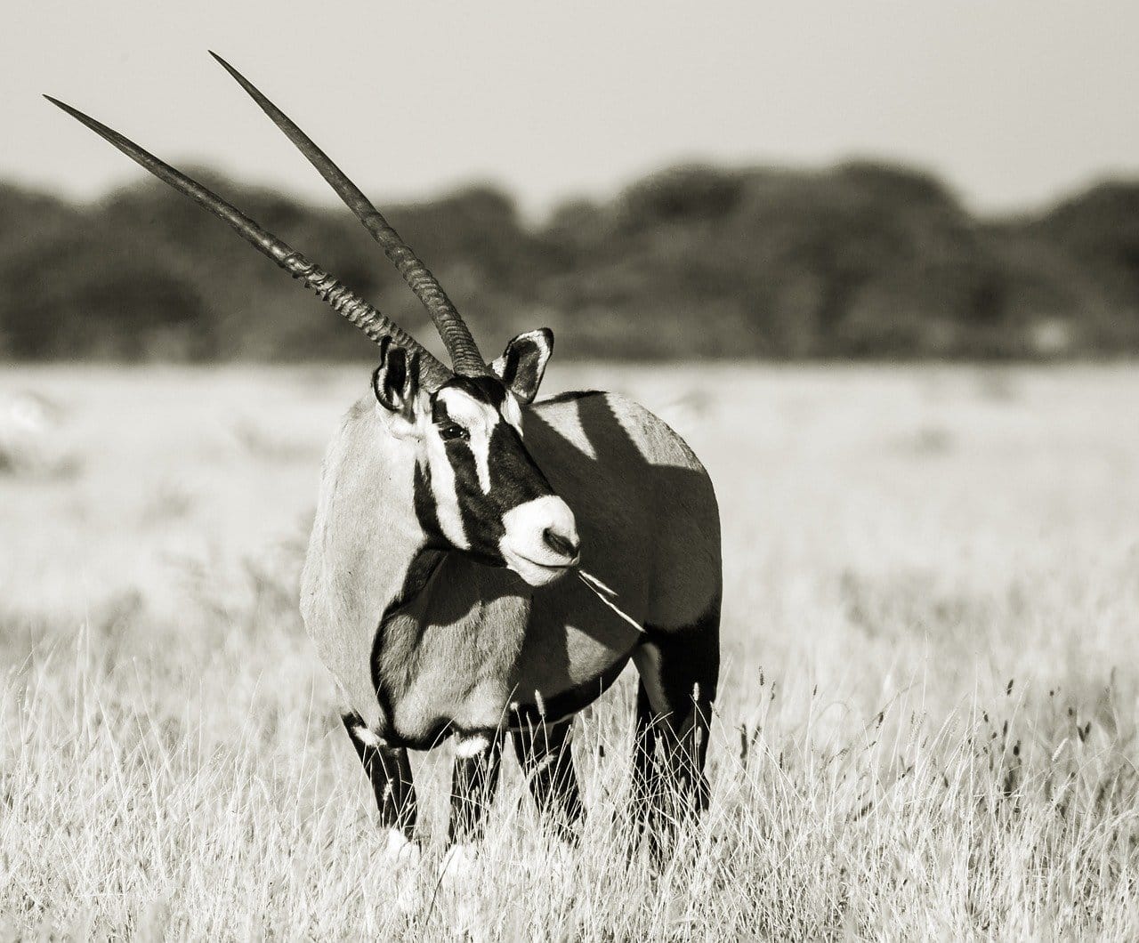 Best Taxidermists for Exotic Trophies