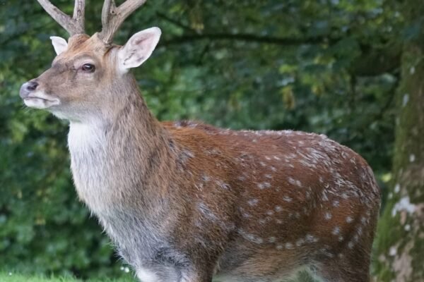 allowing exotic animals