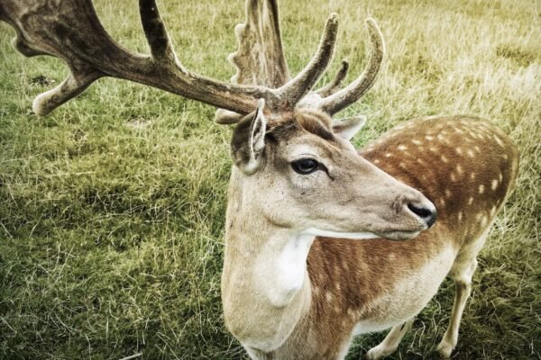 10 Facts About the Fallow Deer