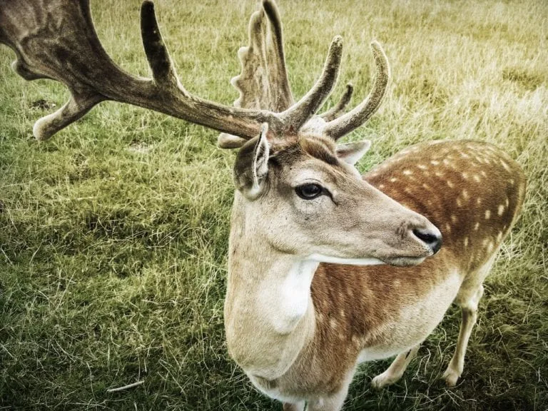 10 Facts About the Fallow Deer