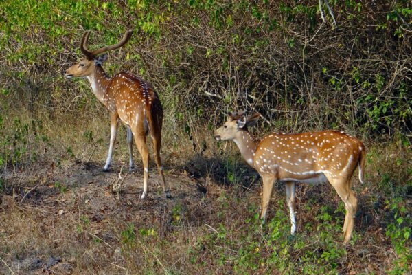 What You May Not Know About the Axis Deer