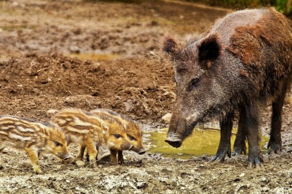 are feral hogs bad?