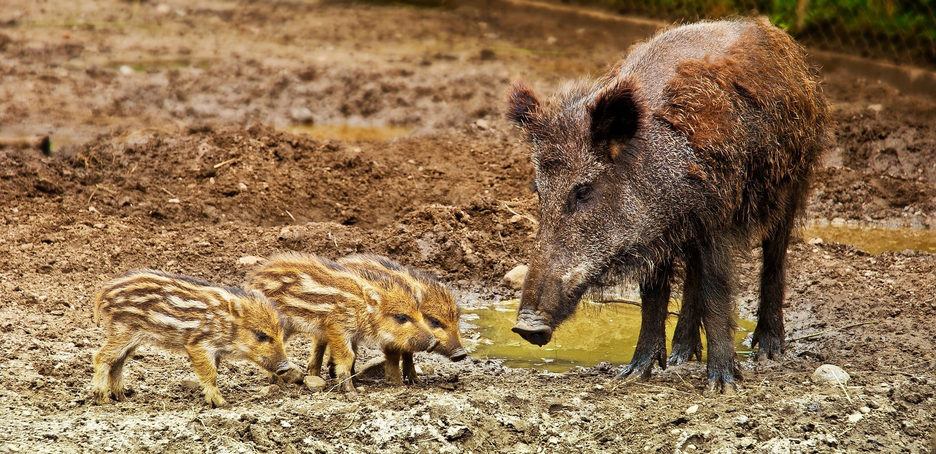 are feral hogs bad?
