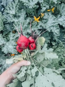 Tips for Growing Your Own Garden