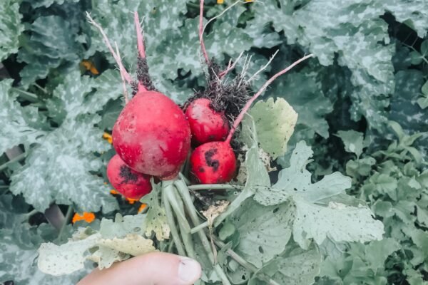 Tips for Growing Your Own Garden