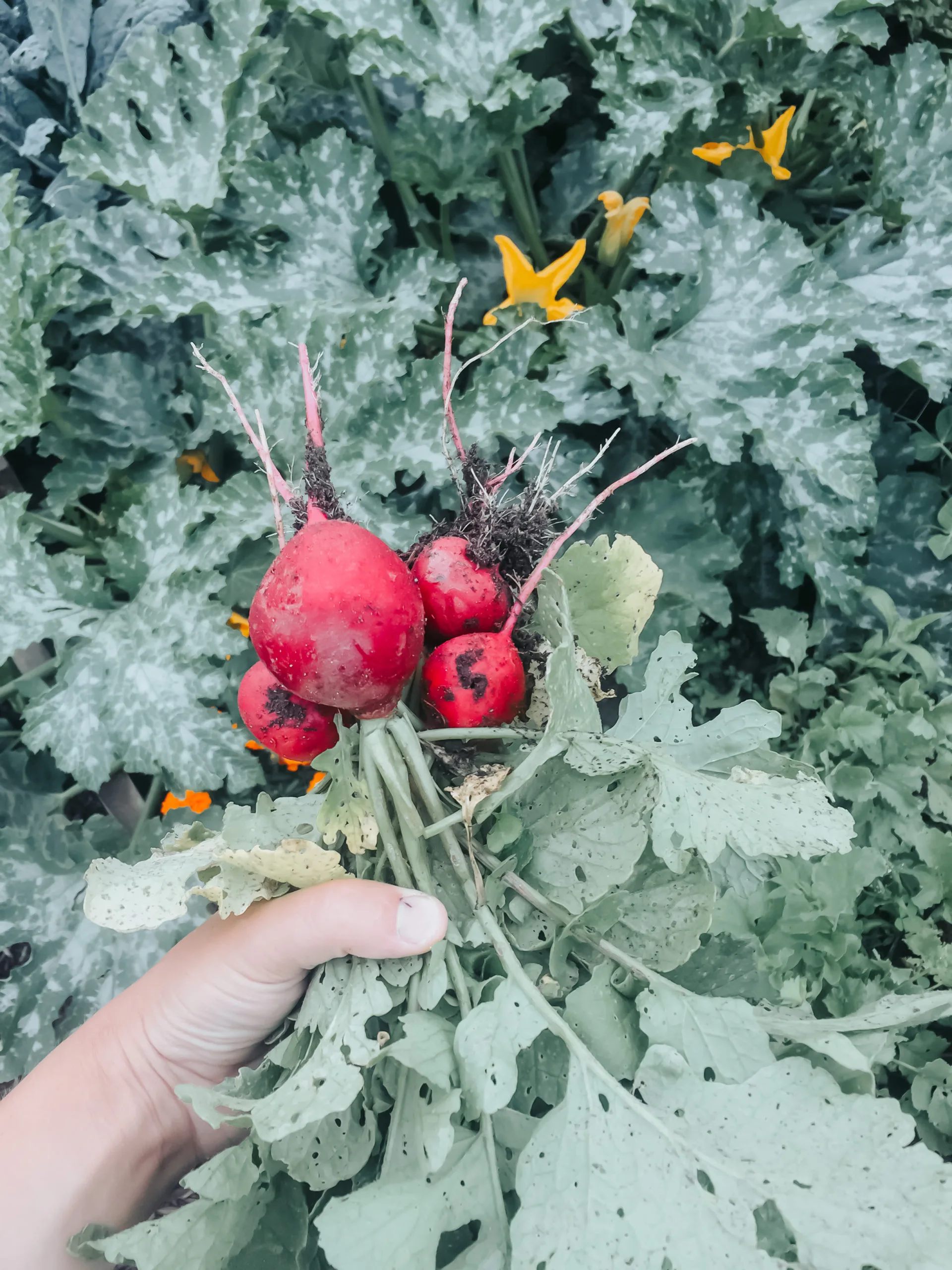 Tips for Growing Your Own Garden