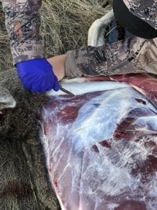 Three Easy Steps to Better Tasting Venison
