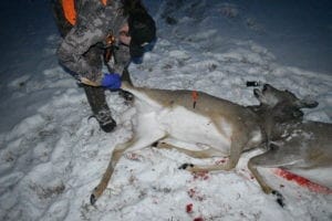 Three Easy Steps to Better Tasting Venison
