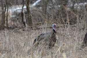 turkey vest