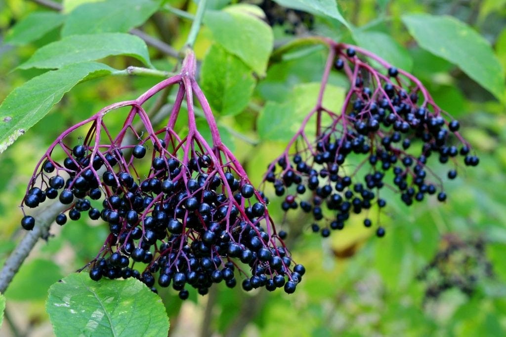 huckleberry picking