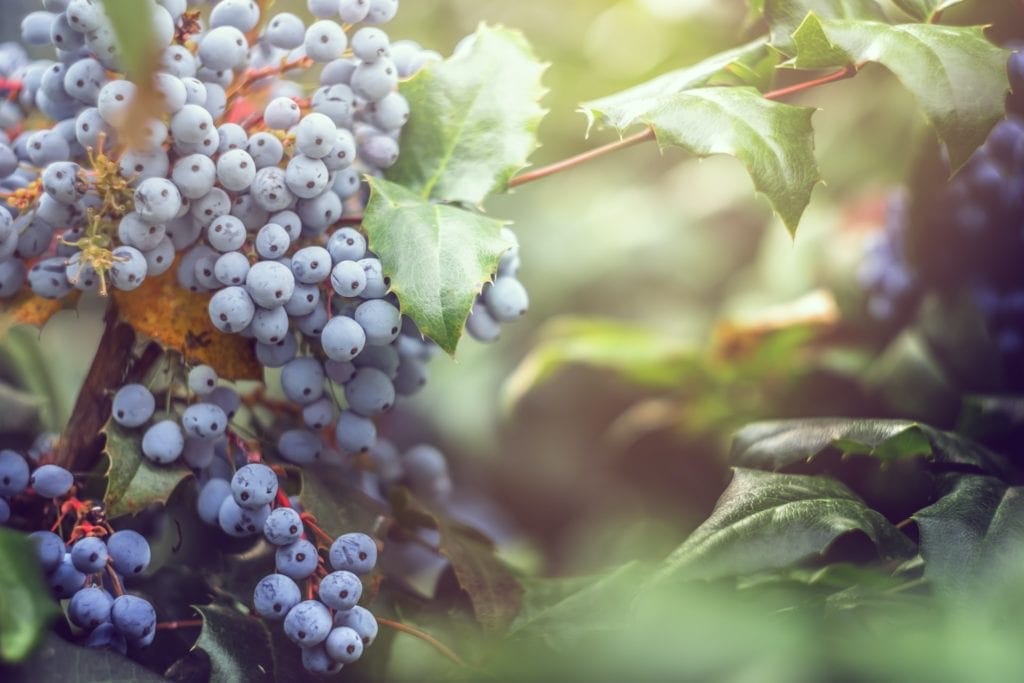 berry picking