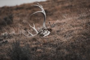 restore antler sheds