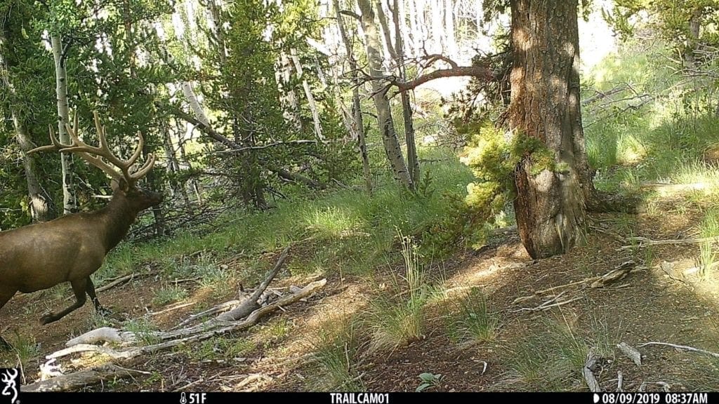 trail cameras