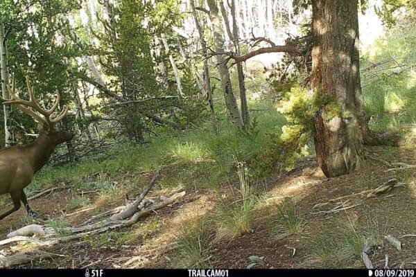 trail cameras