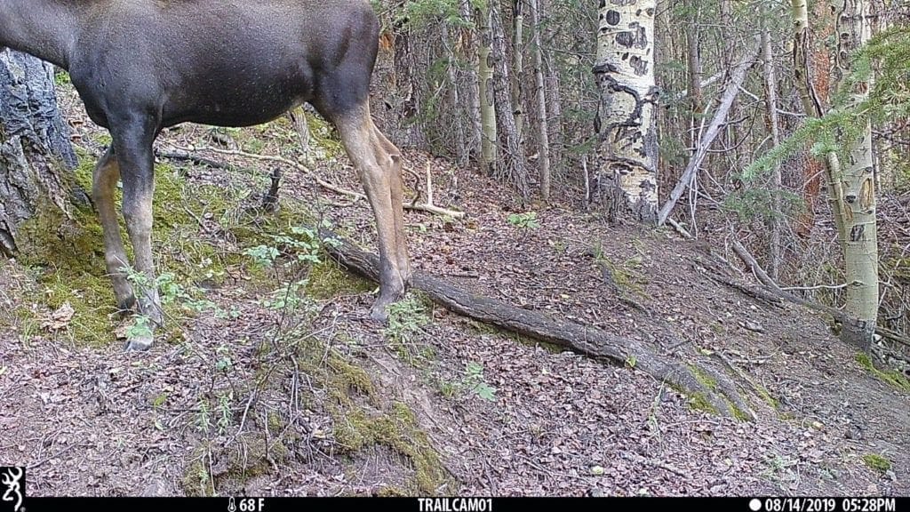 trail cameras