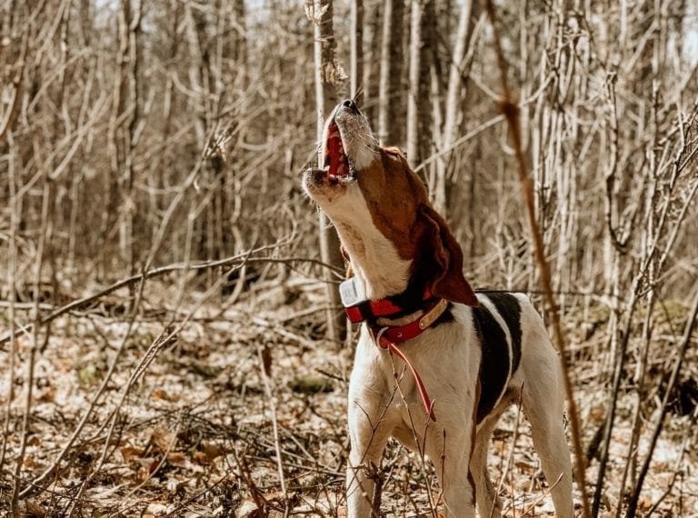 Bear Hunt with Dogs: What to Pack on Bear Hunt