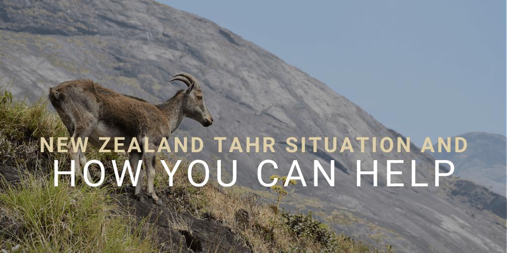 New Zealand Tahr Situation and How You Can Help
