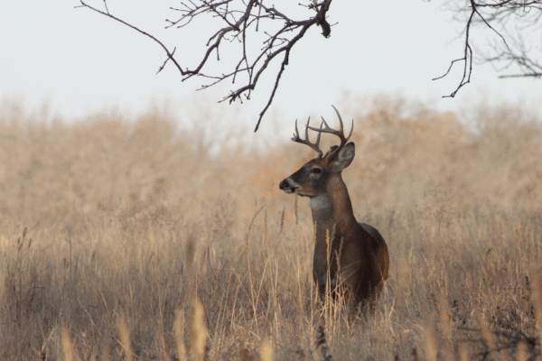 operation game thief