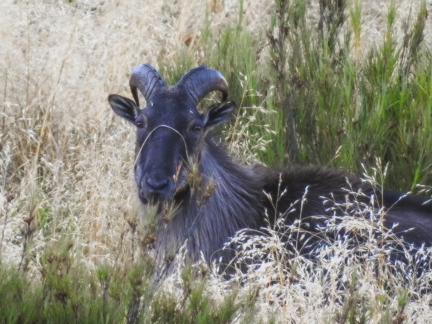 New Zealand Tahr Situation and How You Can Help tahr