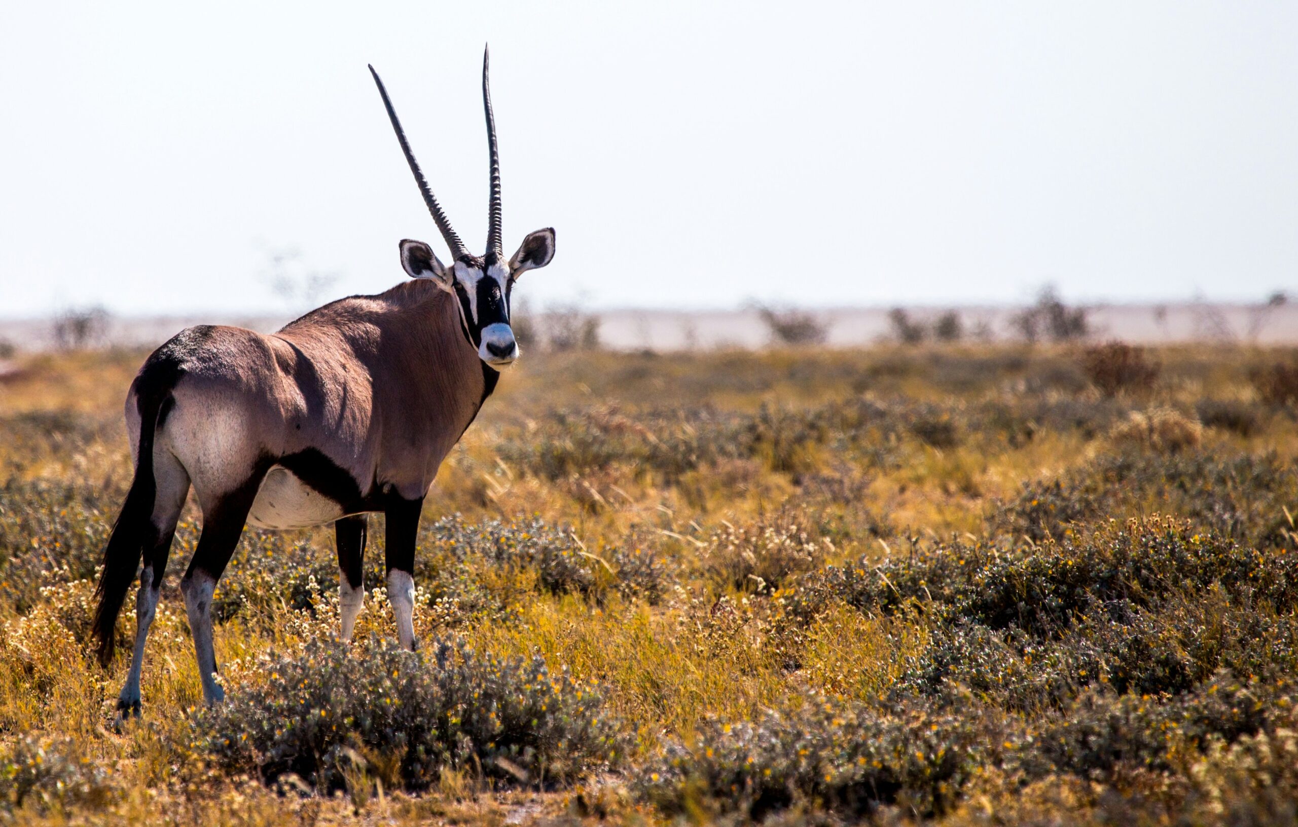exotic animals in texas | exotic hunting in texas