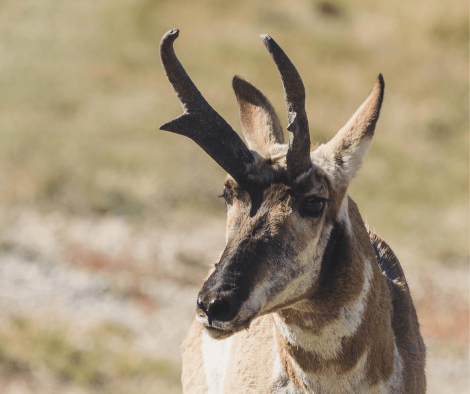 antelope hunting