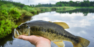 bass