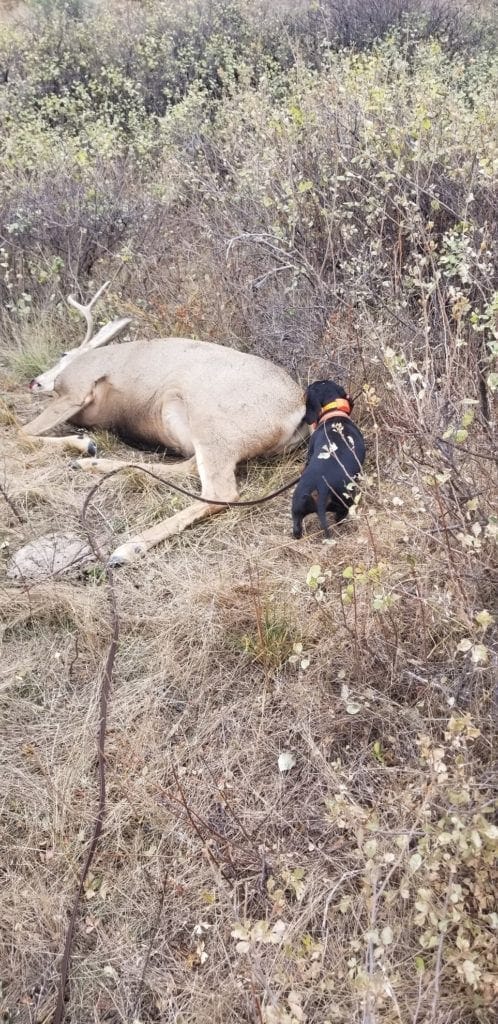 tracking with dogs