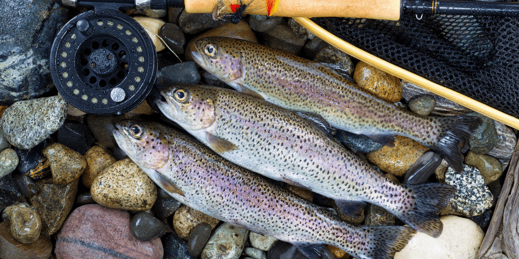 trout cakes