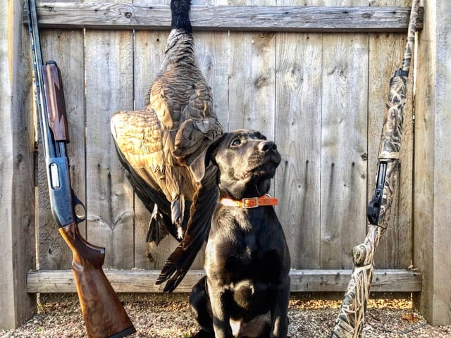 Pheasant store dog training