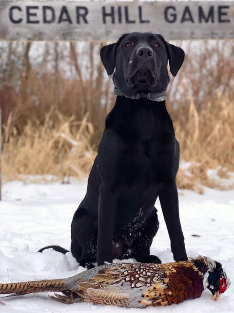 can you train a year old dog to hunt