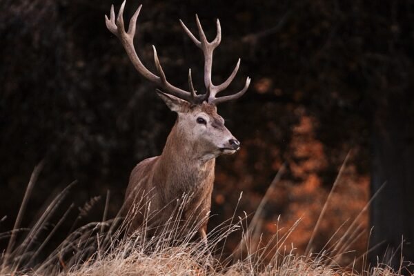 Hunting Stories: The Red Stag Hunt