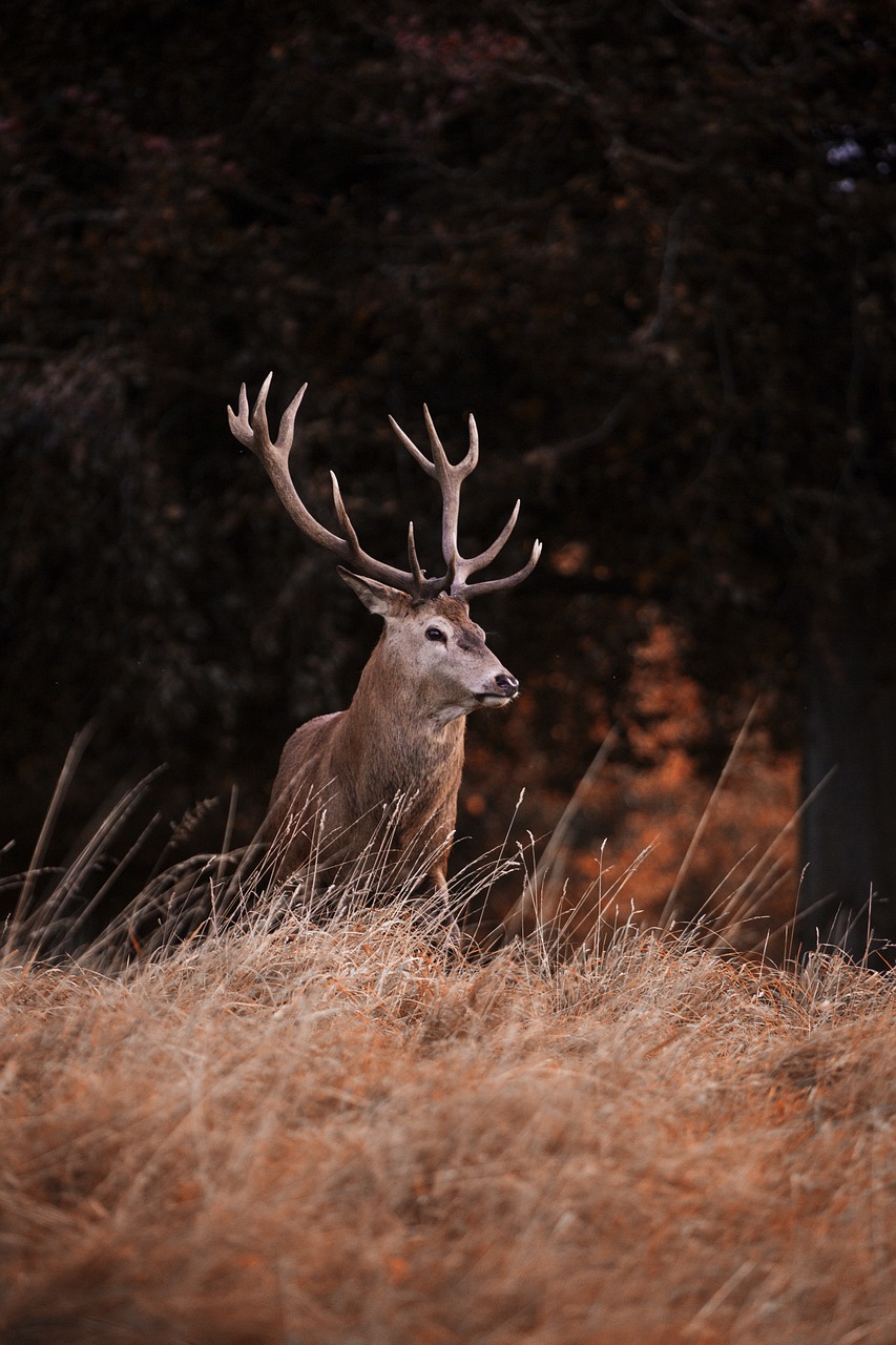 Hunting Stories: The Red Stag Hunt