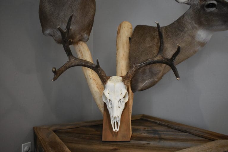 Dallas Taxidermy